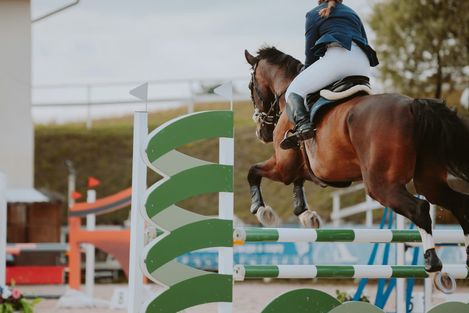 Orion de Valmont sur un parcours de saut d'obstacles.